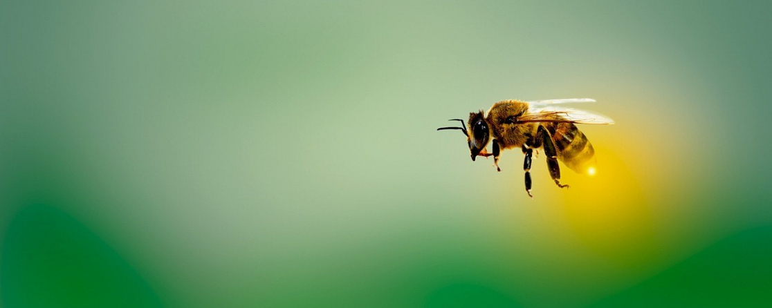 A méhpusztulás megelőzhető