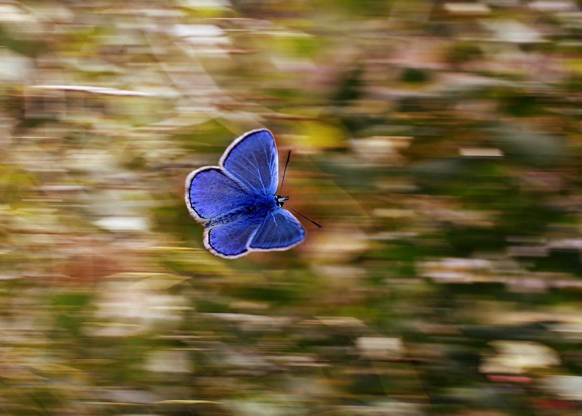 Nabokov pillangói