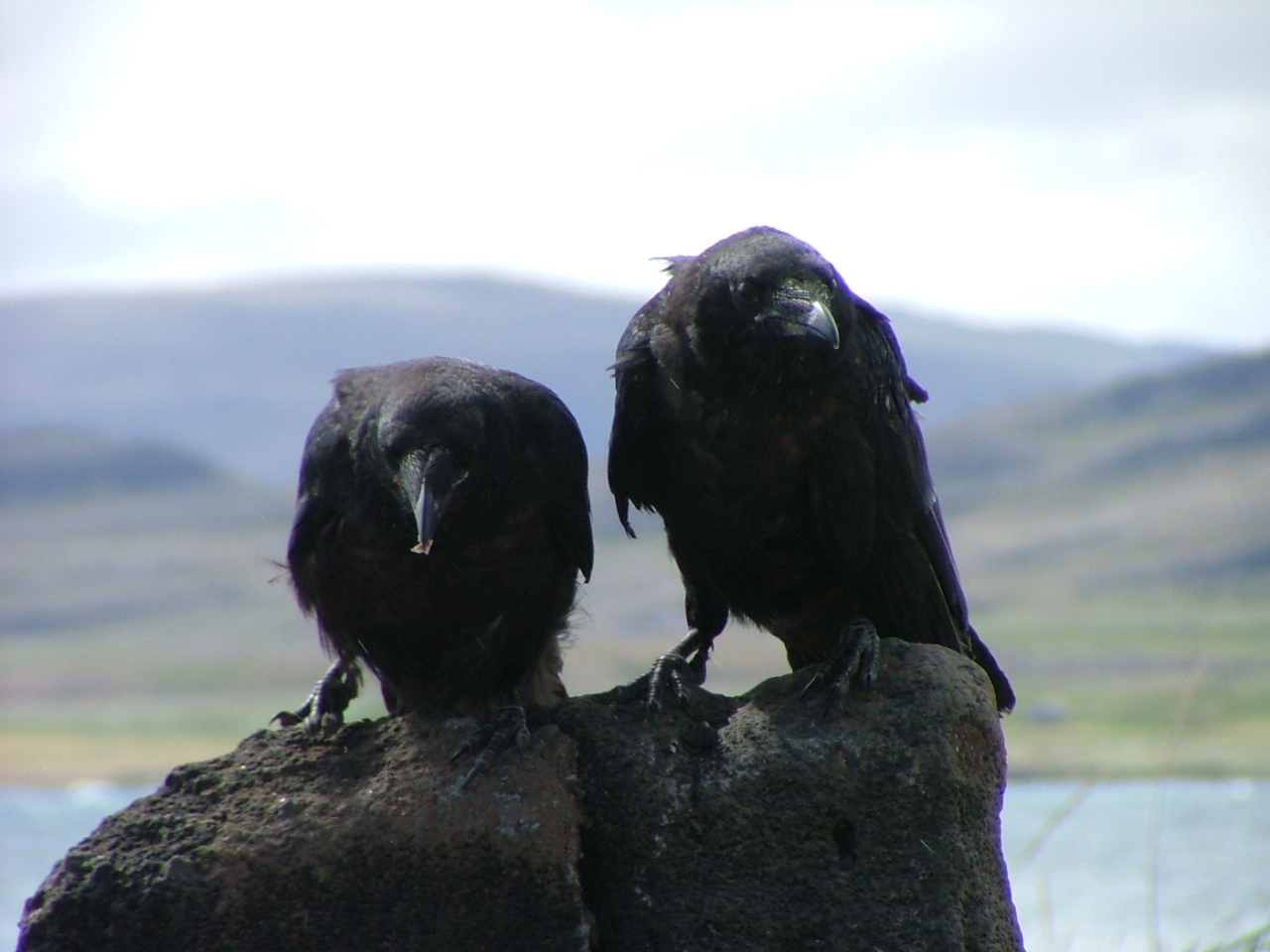 Corvus corax, a zuhanóbombázó