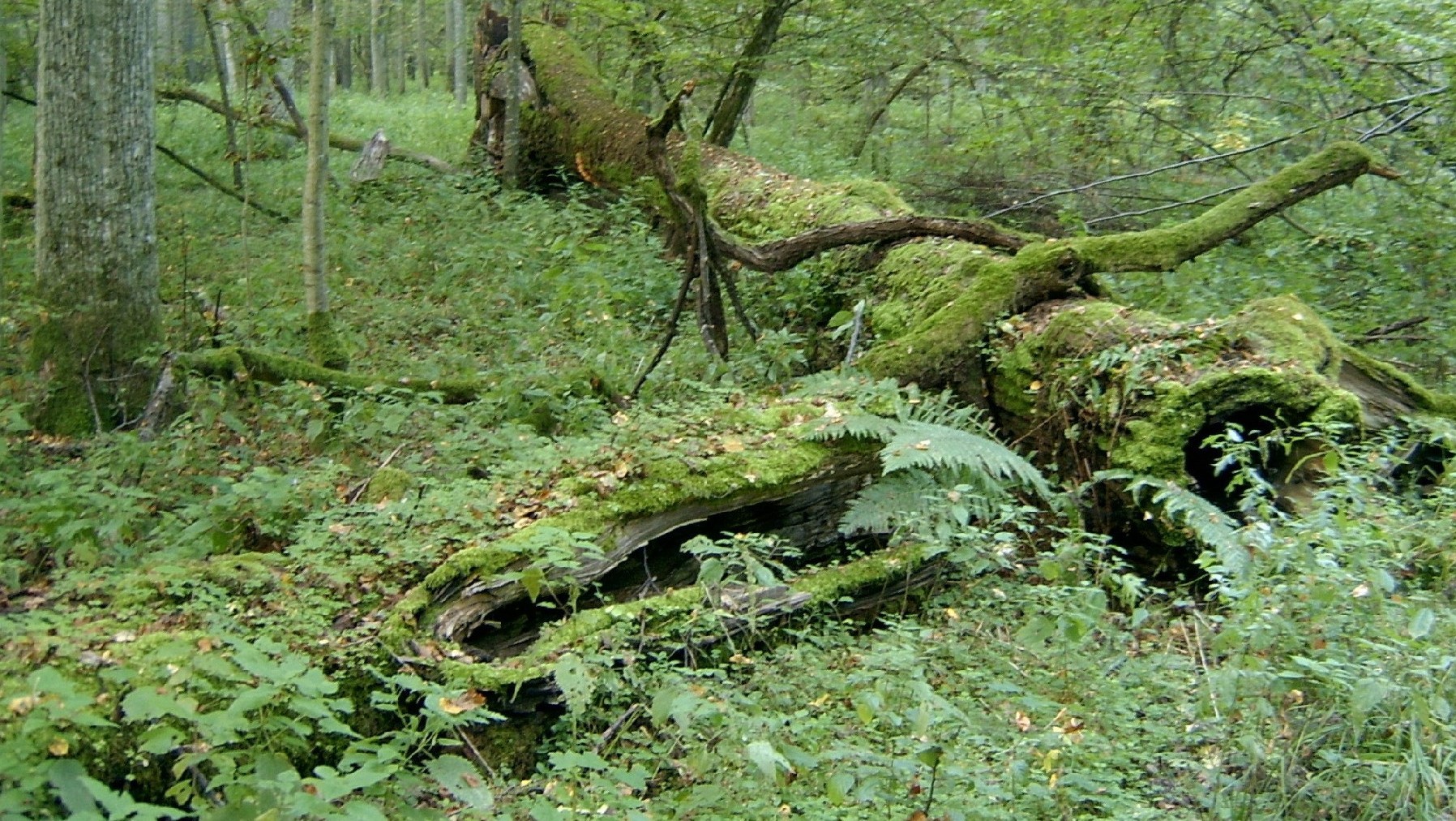 Óvjuk meg természetes erdeinket