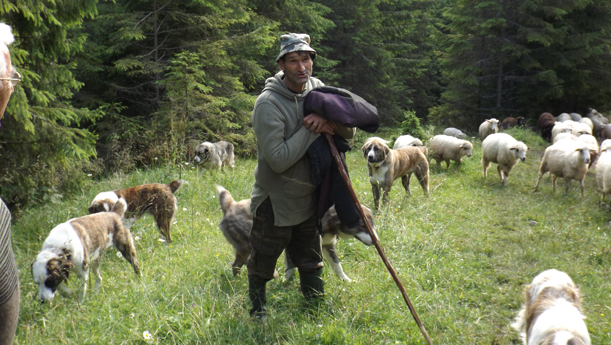 Botcsinálta juhász