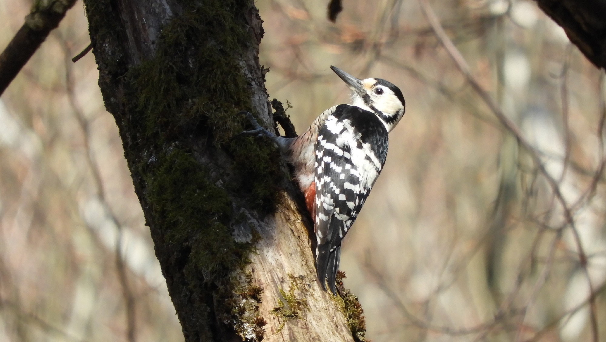 Holt fák adnak életet a harkálynak