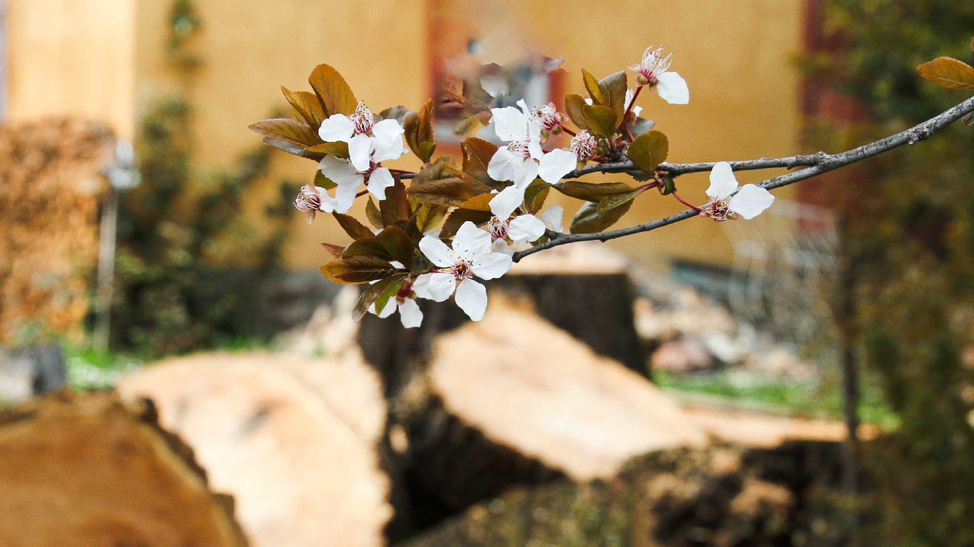 Legyőzte a halált!
