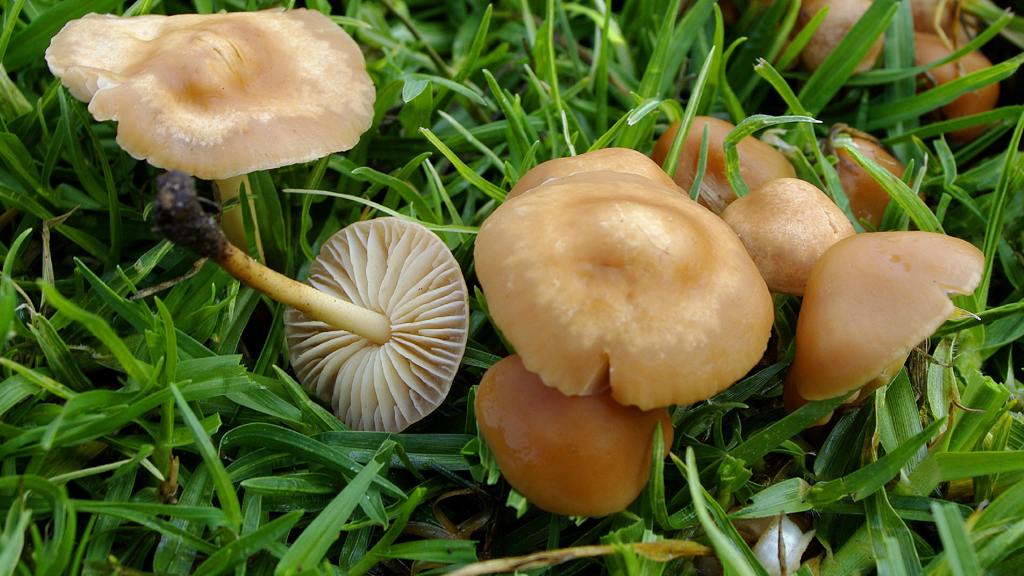 Tikgomba tejeszacskóban