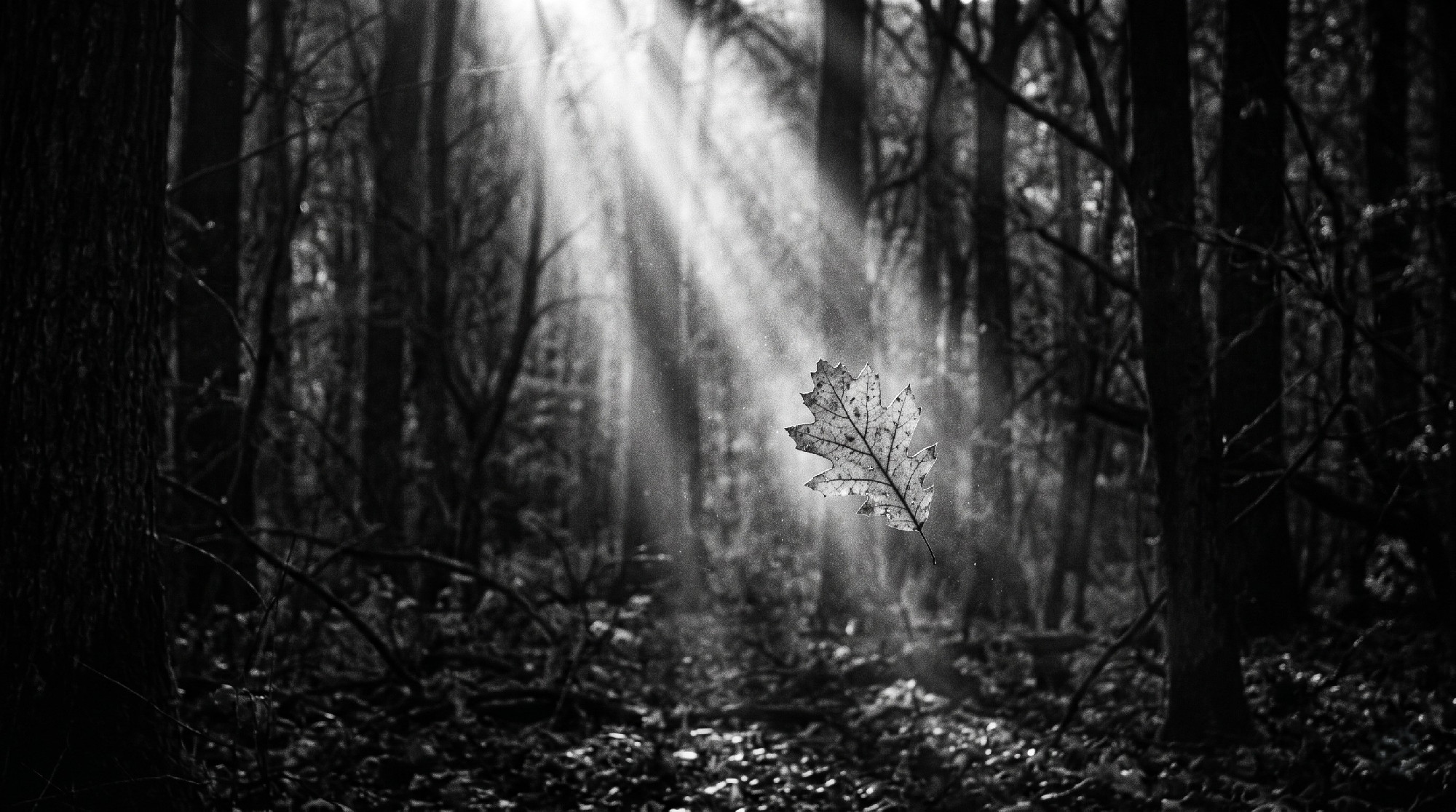 Mit gondolt a költő? 7. – Nagy Izabella: Azt mondták, szép vagy