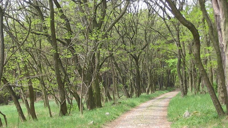 Ültess fát – de ne mindenhova!